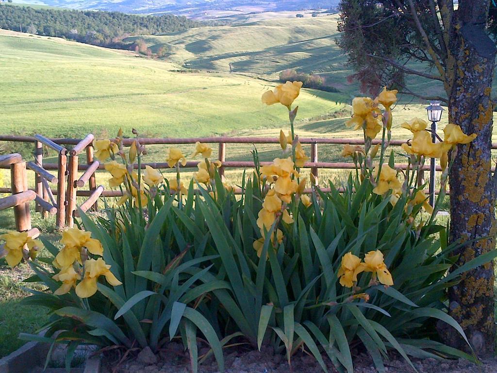 Agriturismo Bonello Villa Pienza Eksteriør bilde